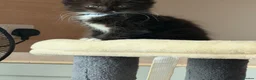 Ragcoon cats for sale: Male ragdoll cross maincoon - Advert 5