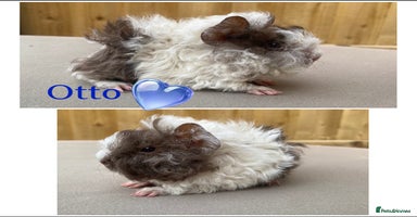 Guinea Pig rodents in Rotherham - Advert 1