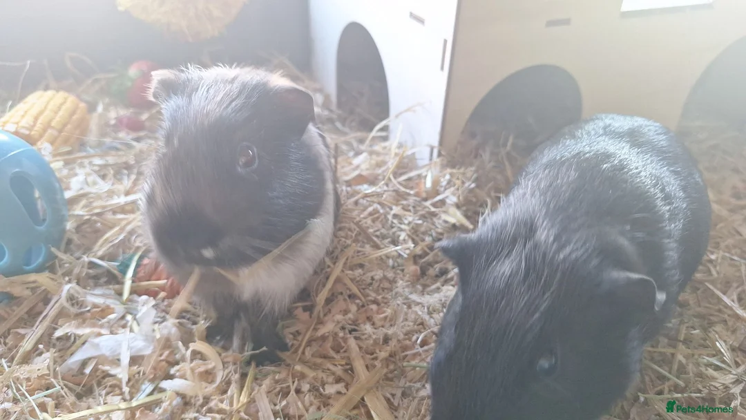 Guinea Pig rodents for sale: Boy Guinea Pigs - Advert 2