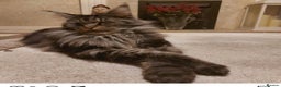 Maine Coon cats for sale: Maine coon 6 years neutered  - Advert 5