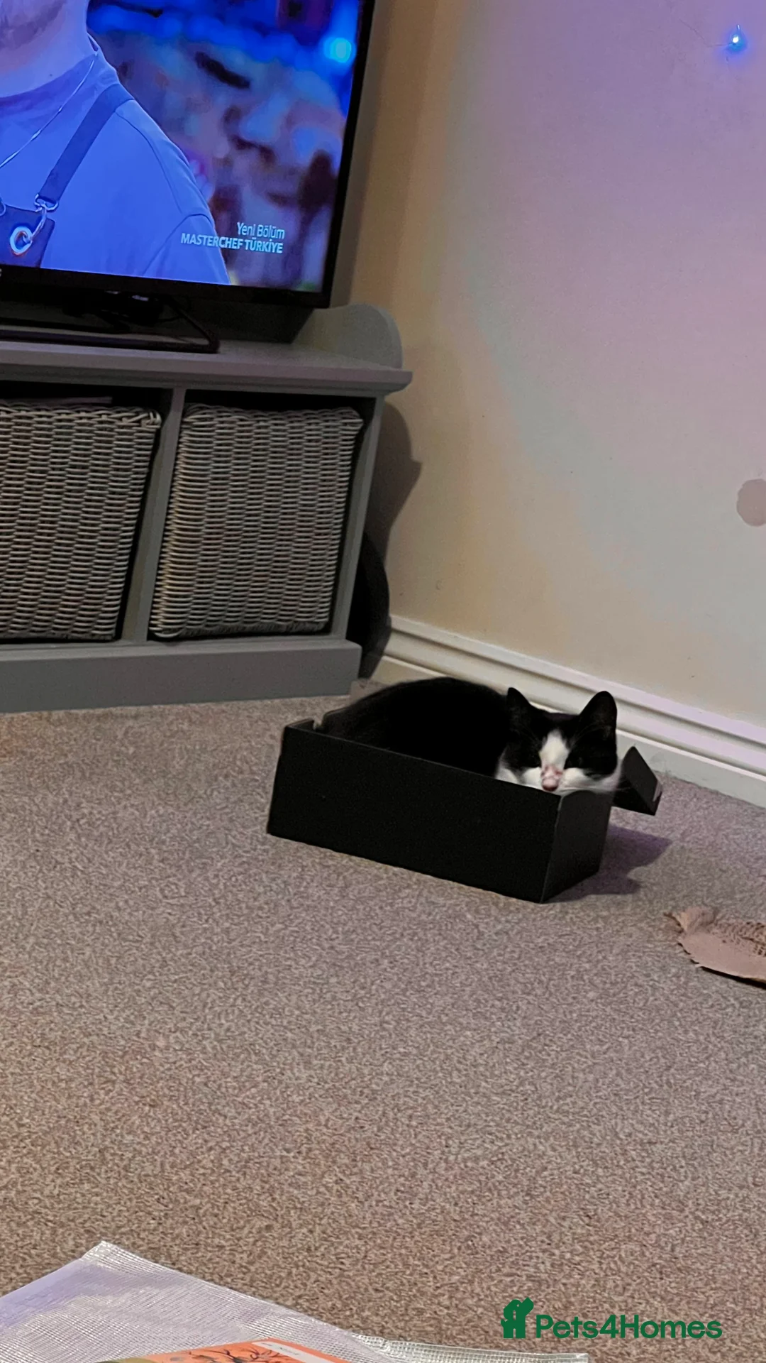 Domestic Shorthair cats for sale: Tabby Cat - Advert 4