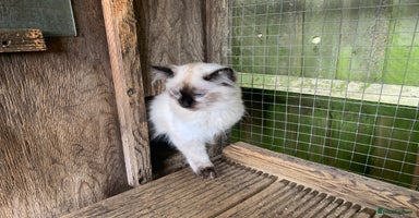 Ragdoll cats - Advert 14