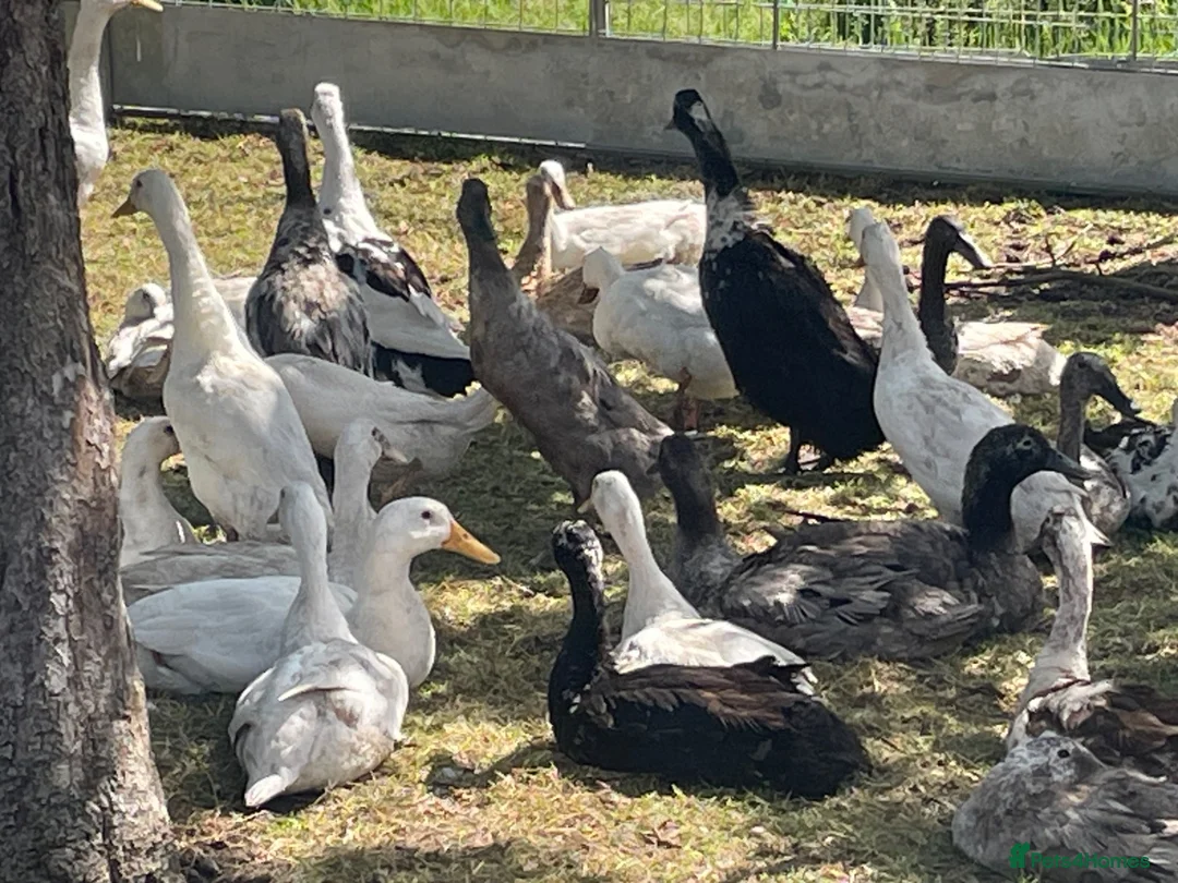 Ducks poultry for sale: Indian runner ducks - Advert 2