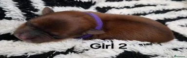 Puppy 3