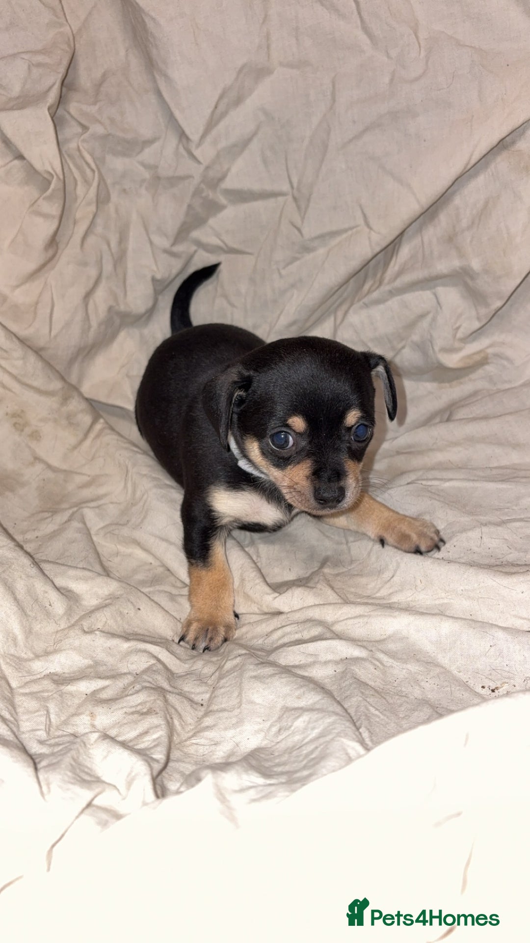 Mixed Breed dogs for sale: 🐶 Adorable Miniature Pinscher×Chihuahua Puppies - Advert 15