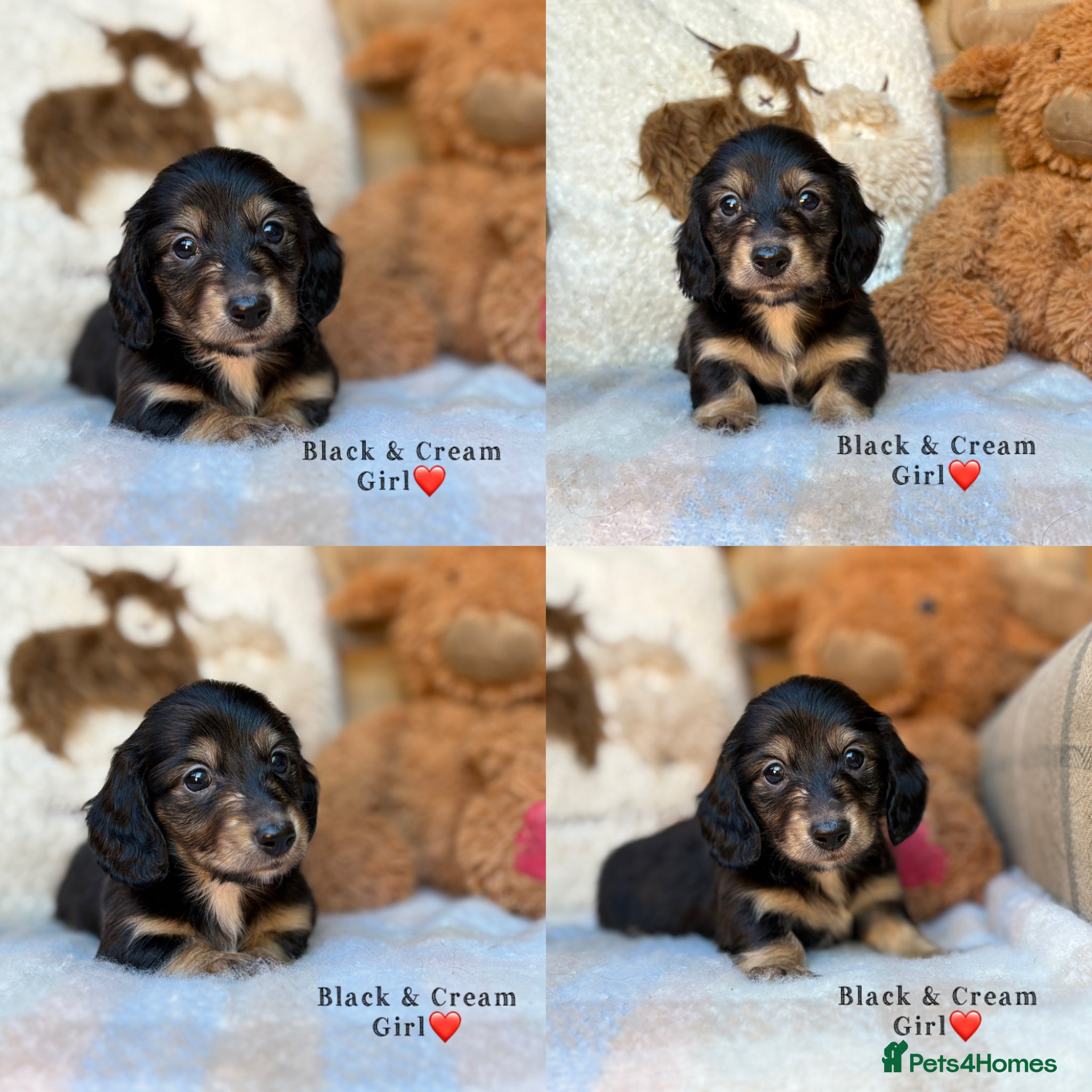 Miniature Dachshund dogs CREAM MINIATURE LONG HAIRED DACHSHUNDS🤍 - Advert 1