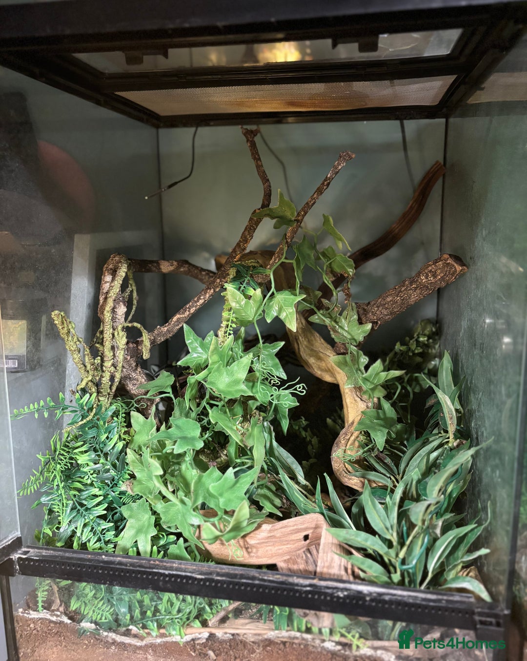 Frog reptiles for sale: White Tree Frog & Enclosure - Advert 3