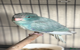 Parakeets birds for sale: Kakariki  - Advert 8