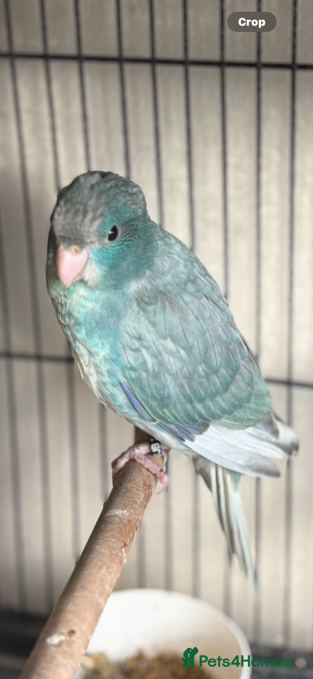 Parakeets birds for sale: Kakariki  - Advert 8