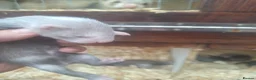 Ferret rodents for sale: silver x polecat kits  in Ulverston - Advert 3