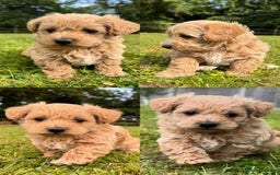 Mixed Breed dogs for sale: WESTIEPOO PUPPIES  in Gravesend - Image 4