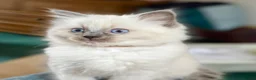 Ragdoll cats for sale: Gorgeous Ragdoll Kittens  - Advert 21