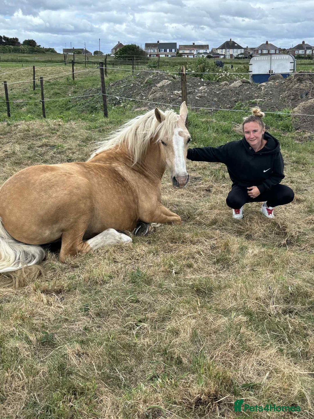 Welsh Section D horses for sale: 🐴14.3h Welsh section d palomino mare 🐴  - Advert 6