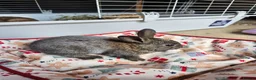 Netherland Dwarf rabbits for sale: Baby bunny - Advert 18