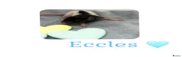 Rat rodents for sale: Baby Dumbo Rats  - Advert 14