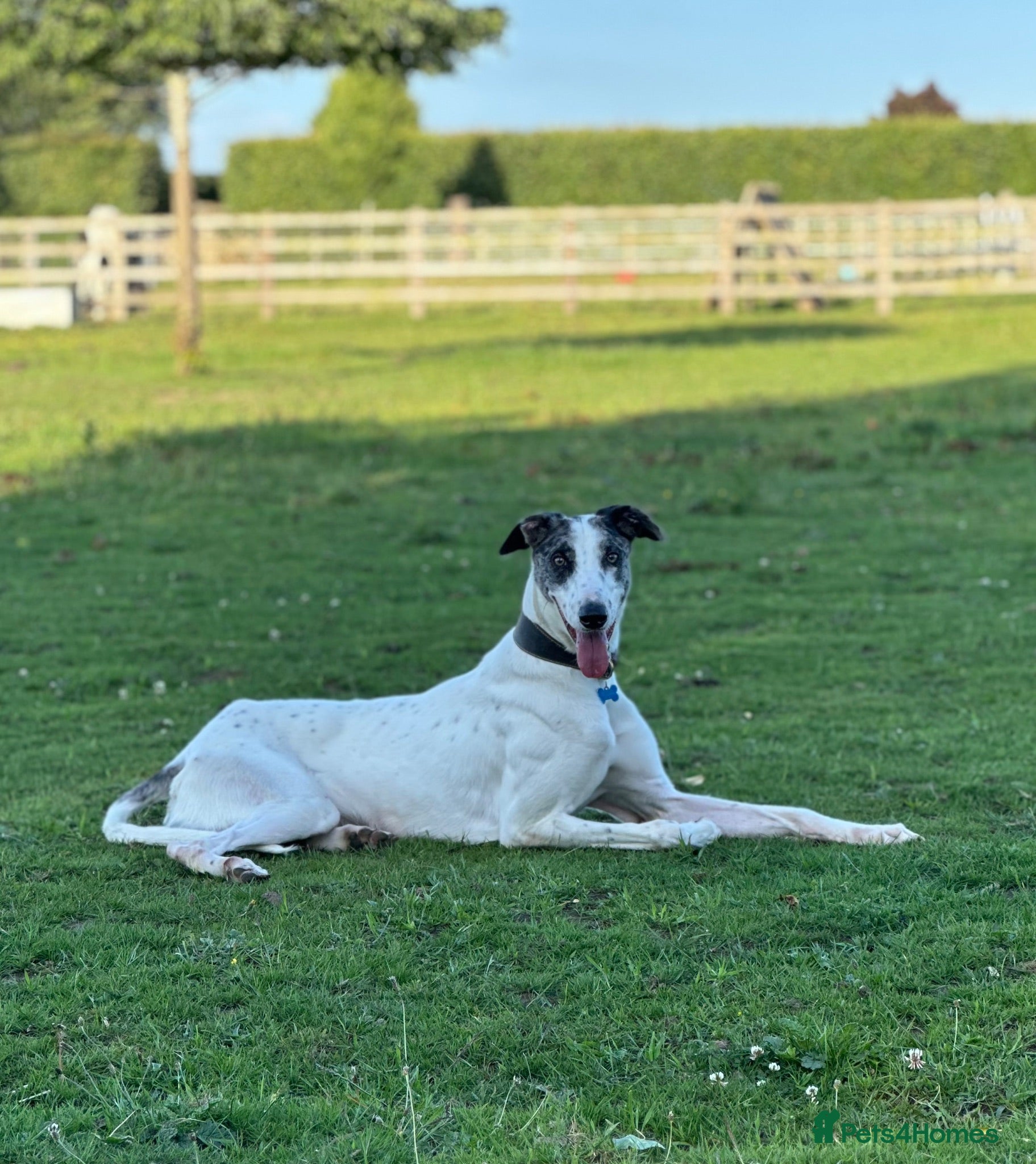 Lurcher dogs Handsome lurcher available for stud  - Advert 4