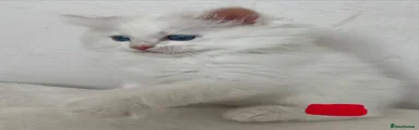 Ragdoll 4 red
