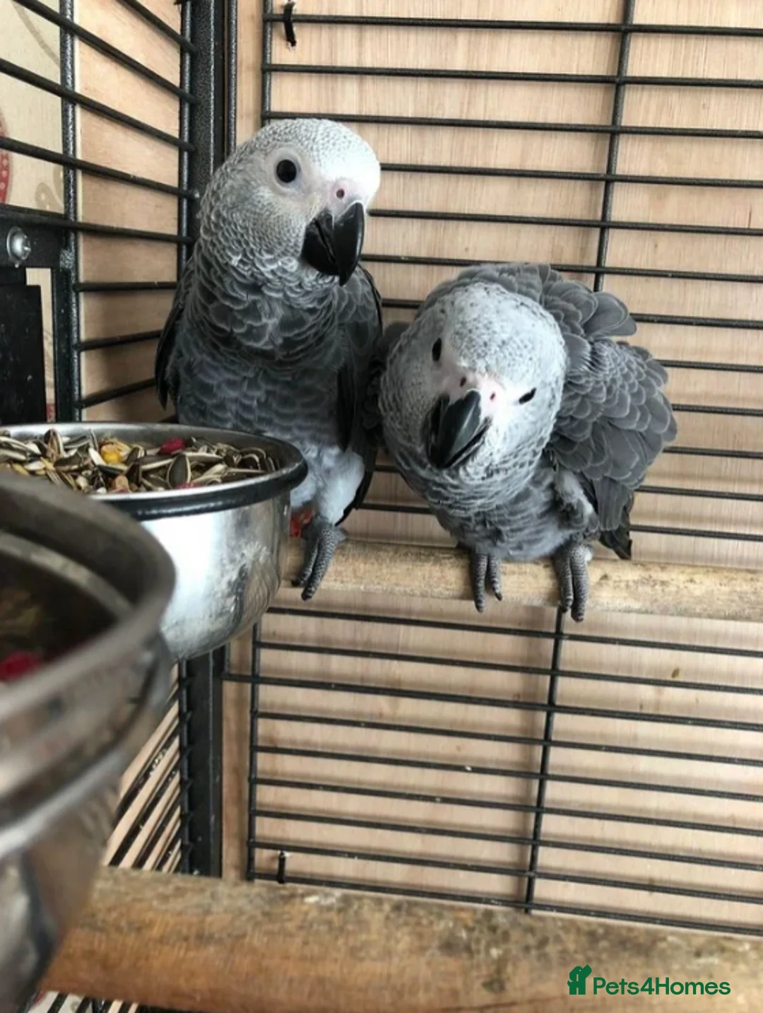 Parrots birds for sale: African Grey Parrots for  sale  in Cardiff - Advert 4