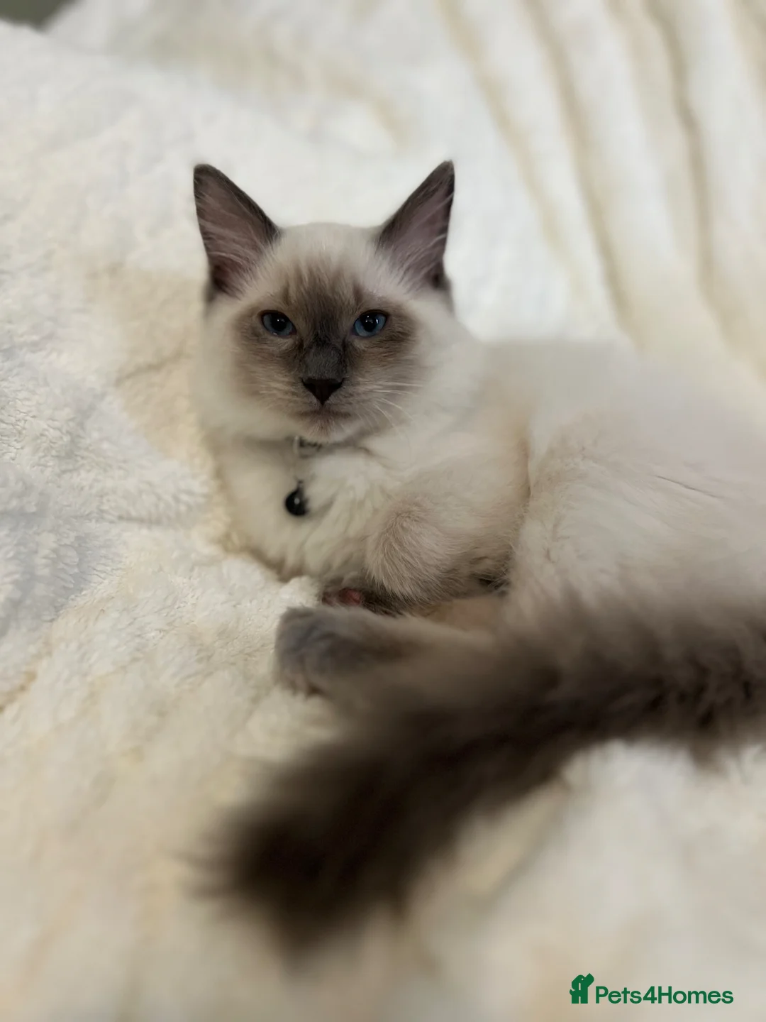 Ragdoll cats for sale: *NOW £800* Gorgeous Ragdoll boys available  - Advert 1