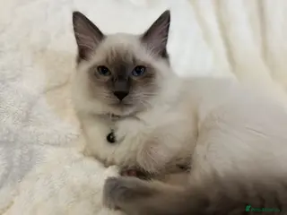 Ragdoll cats Reduced - Gorgeous Ragdoll boys available - Advert 4