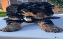 Maltipoo dogs for sale: F1B maltipoo - Image 12