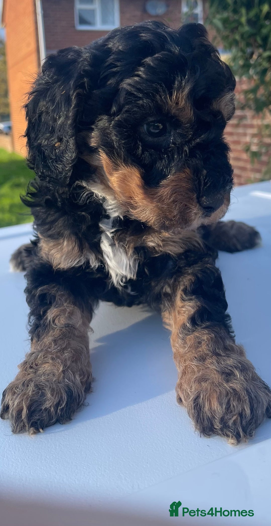 Maltipoo dogs for sale: F1B maltipoo - Image 12