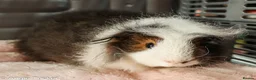 Guinea Pig rodents for sale: Swiss Boars - Advert 7