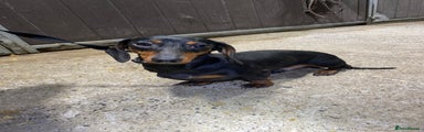 Miniature Dachshund Puppy 2