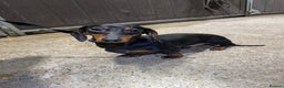 Miniature Dachshund dogs for sale: 1yo Miniature Dachshund - Advert 13
