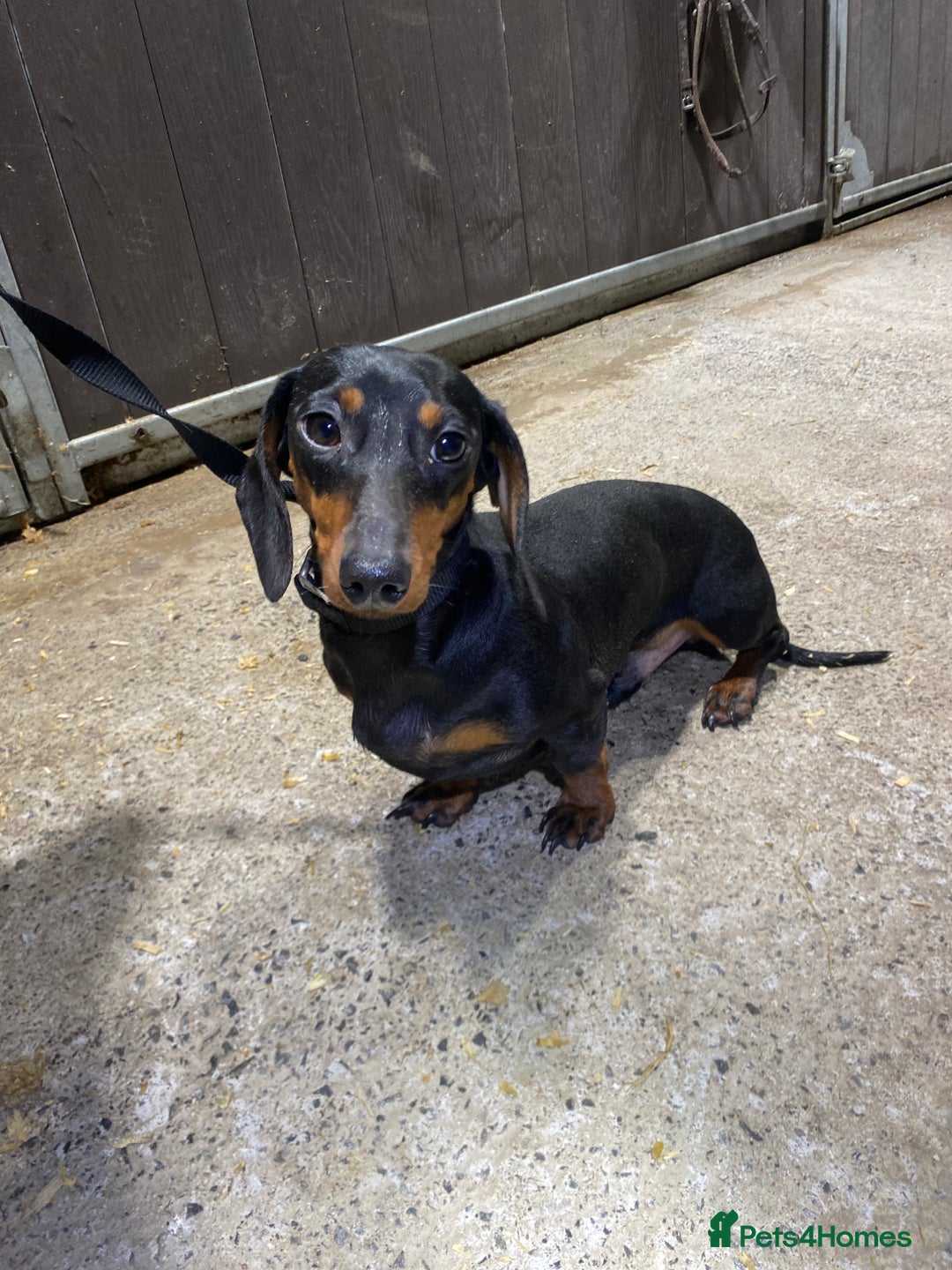 Miniature Dachshund dogs for sale: 1yo Miniature Dachshund - Advert 13