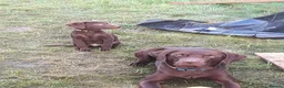 Labrador Retriever dogs for sale:  Fully vaccinated chocolate male lab pup ready now - Advert 10