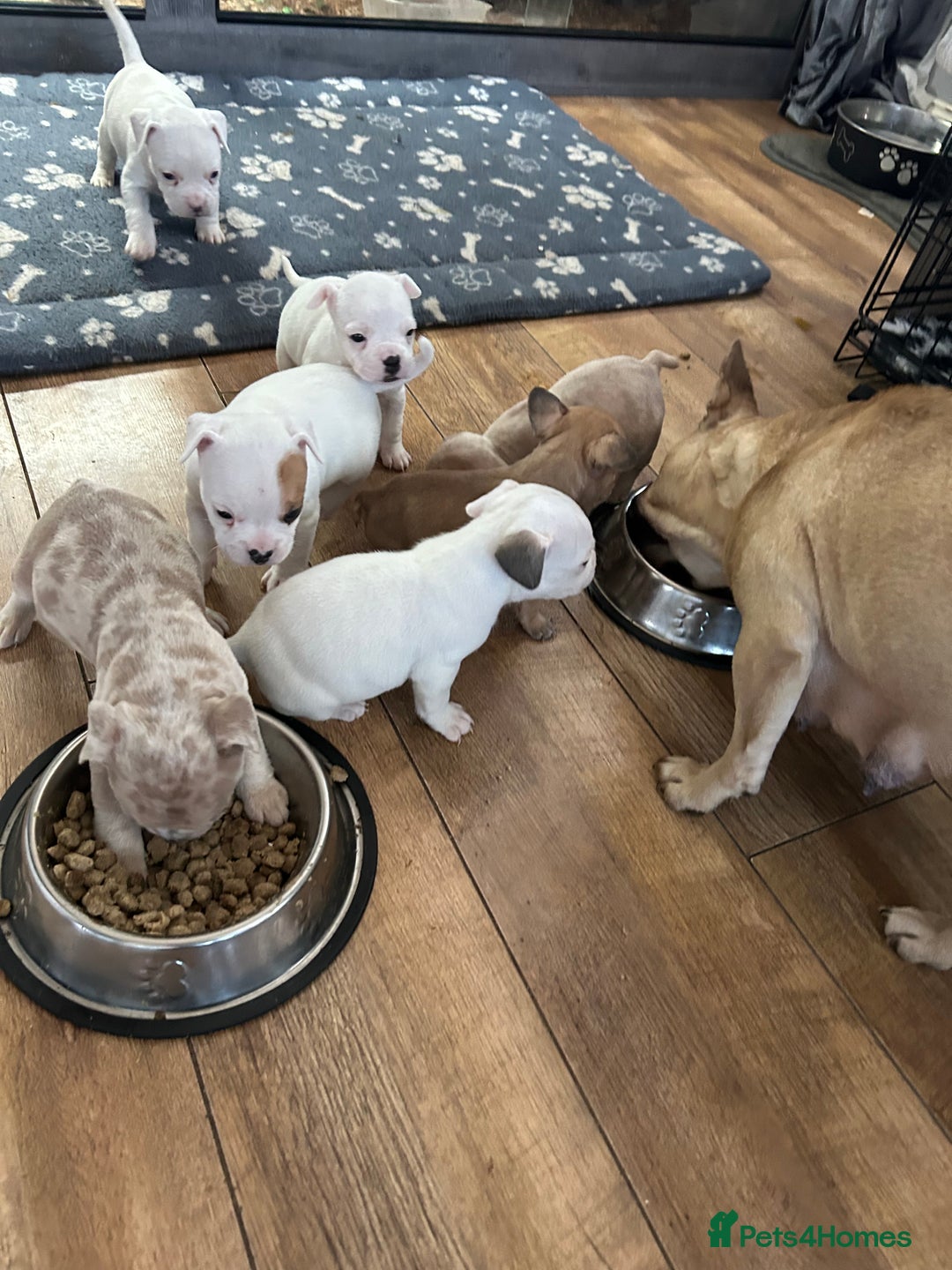 Mixed Breed dogs for sale: French bulldog x American bulldog Ready Now  - Advert 25