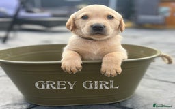 Labrador Retriever dogs for stud: Lovely handsome stud lucerys in Orpington - Image 21