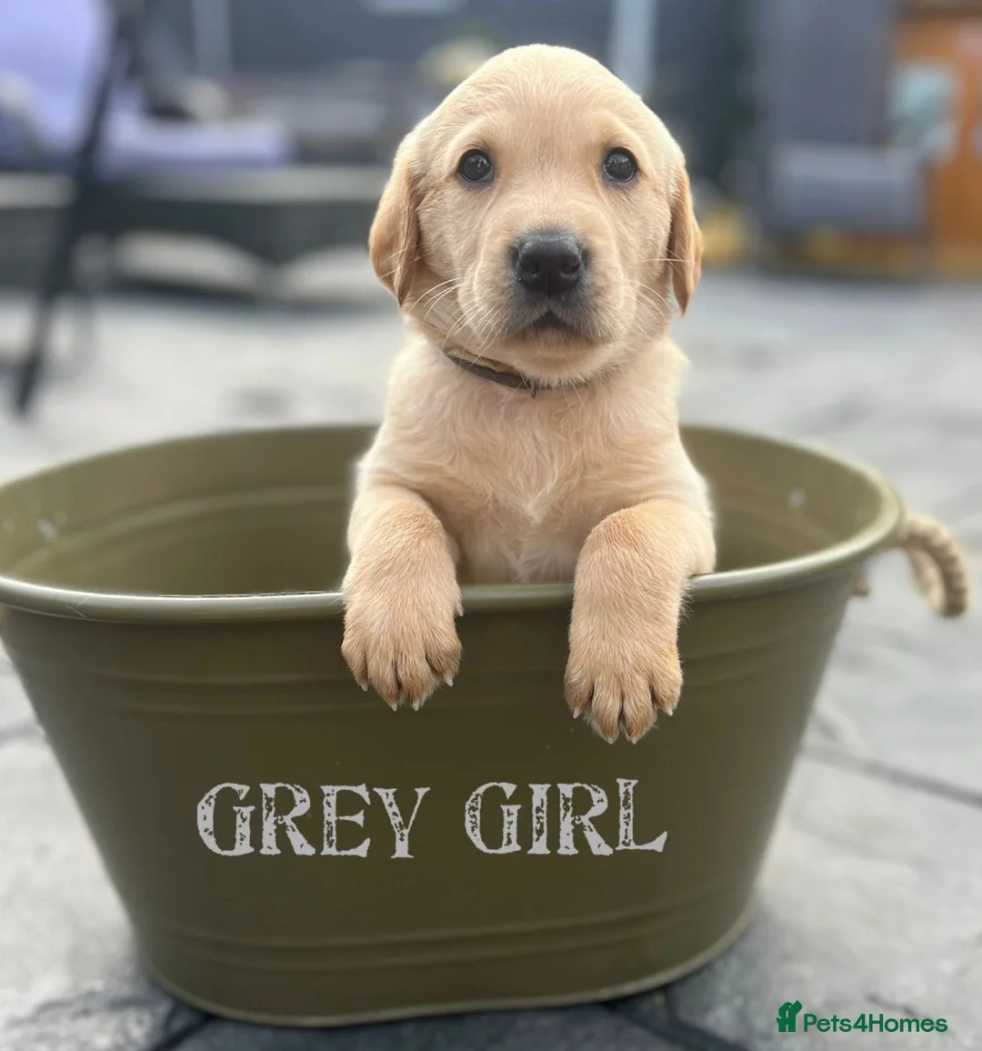 Labrador Retriever dogs for stud: Lucerys Targaryen Lee in Orpington - Advert 21