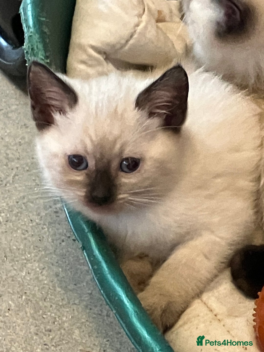 Ragdoll cats for sale: Beautiful Ragdoll cross kittens.  - Image 9
