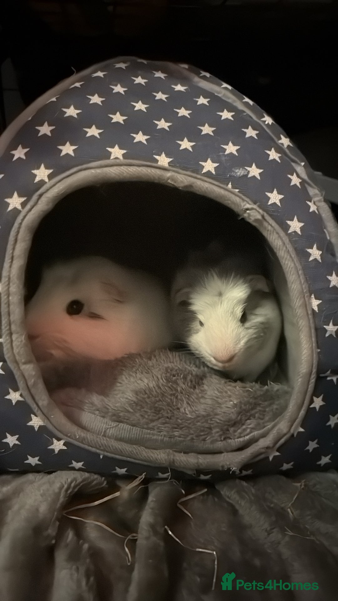 Guinea Pig rodents for sale: 2 male guinea pigs - Image 4