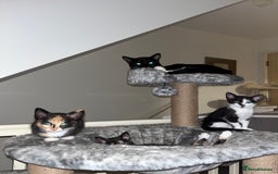 Mixed Breed cats for sale: Beautiful kittens ready for new loving homes  - Advert 4