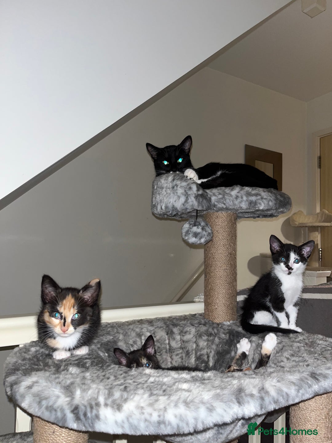 Mixed Breed cats for sale: Beautiful kittens ready for new loving homes  - Advert 4