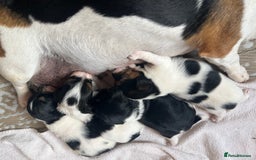 Jack Russell dogs for sale: Poppy - Image 6