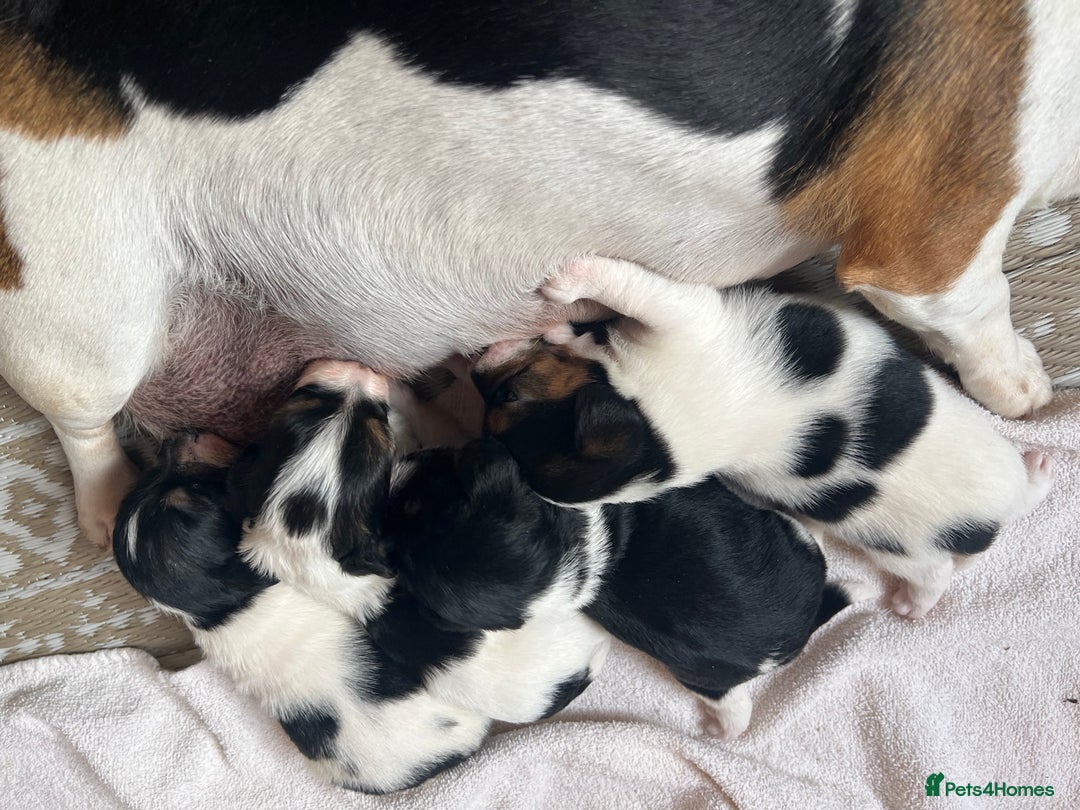 Jack Russell dogs for sale: Poppy - Image 6