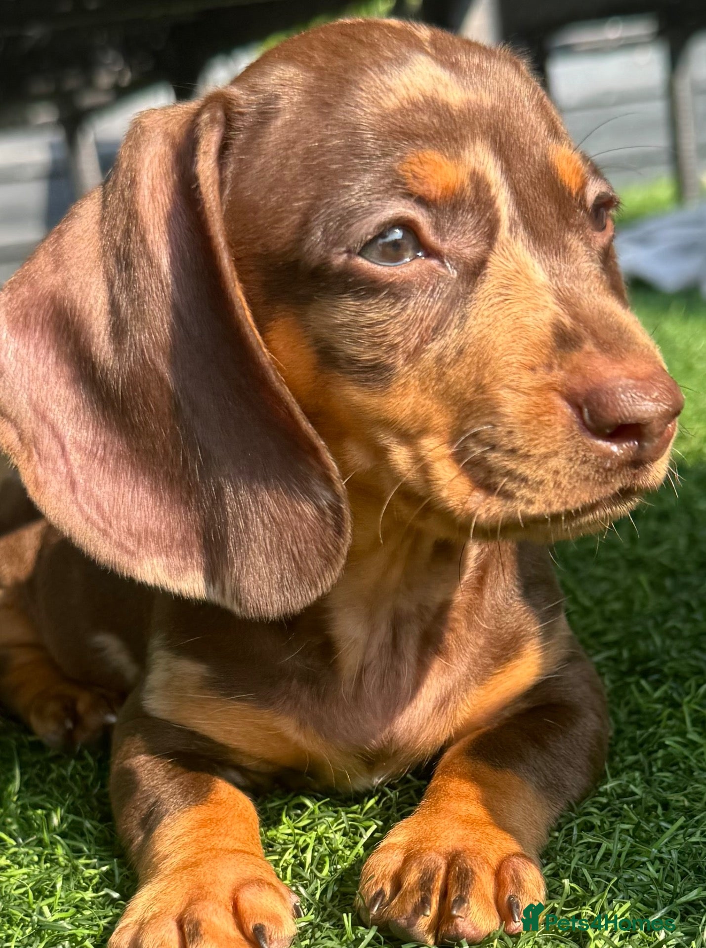 Miniature Dachshund dogs  🐾 READY NOW full panel health clear kc  - Advert 5