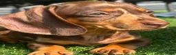 Miniature Dachshund dogs for sale:  🐾 READY NOW full panel health clear kc  - Advert 6
