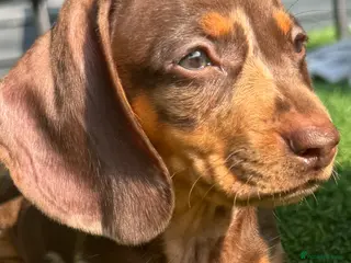 Miniature Dachshund dogs 🐾 READY NOW full panel health clear kc - Advert 5