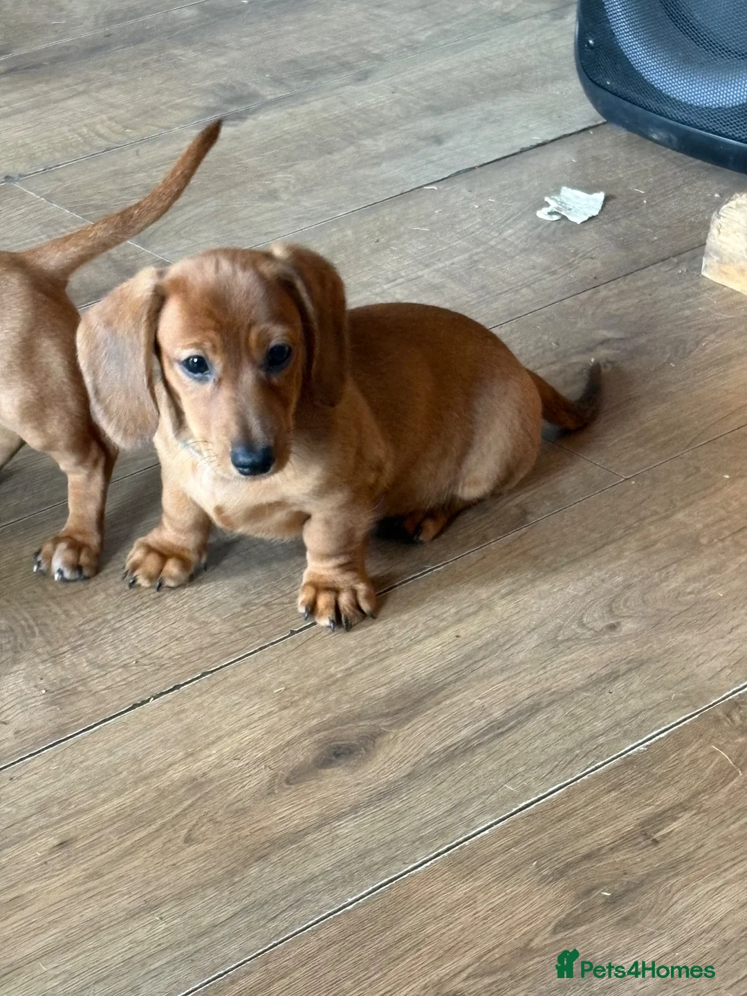 Miniature Dachshund dogs for sale: Gorgeous miniature dachshunds READY NOW - Advert 1