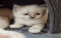 Ragdoll cats for sale: Ragdoll kittens - loving, playful, dog confident - Image 7