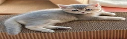 British Shorthair cats for sale: Golden Blue 🦋BSH Boy  - Advert 8
