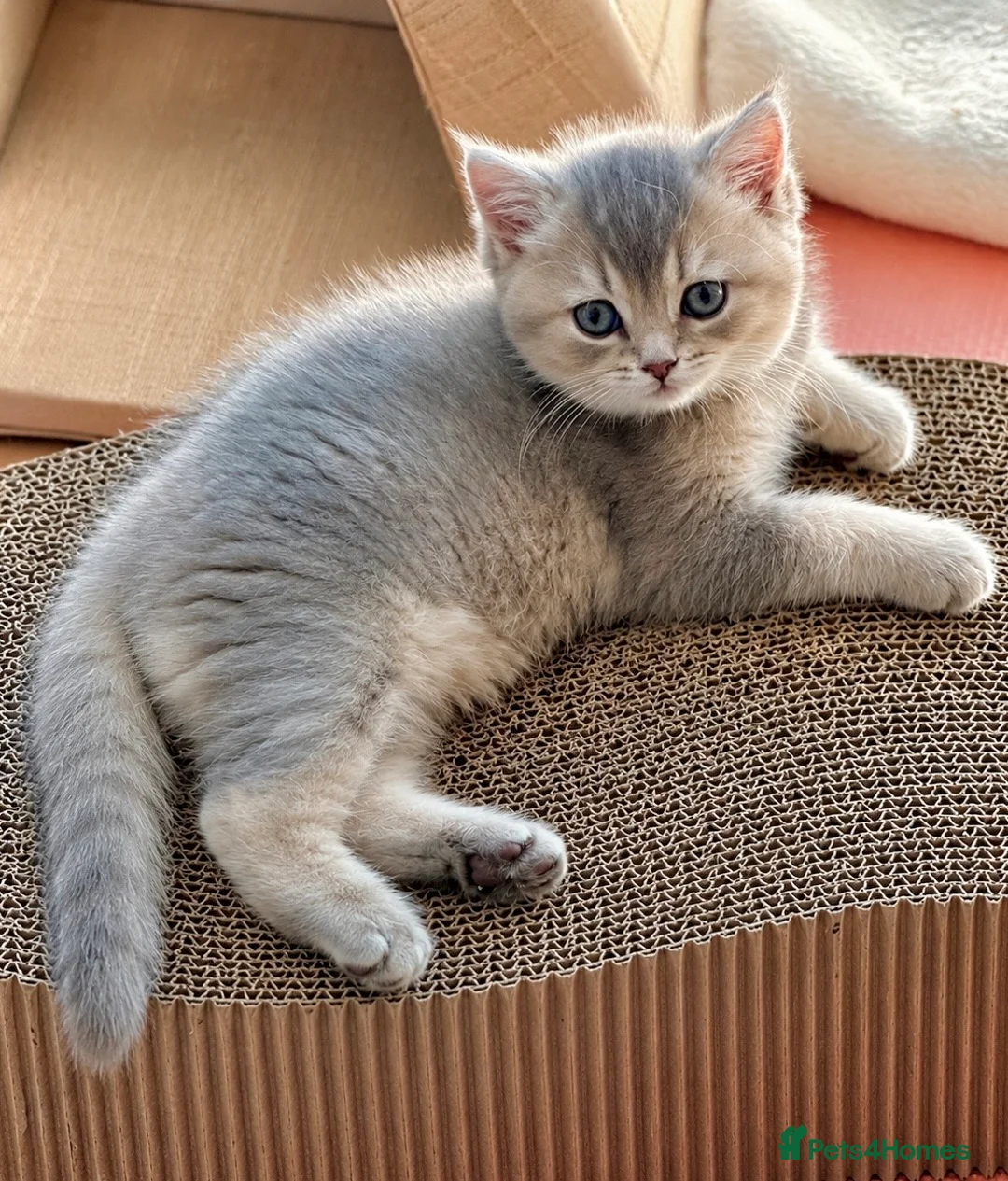 British Shorthair cats for sale: Golden Blue 🦋BSH Boy  - Advert 8