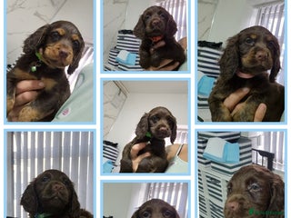 Cocker Spaniel dogs Working cocker puppies for sale - Advert 4