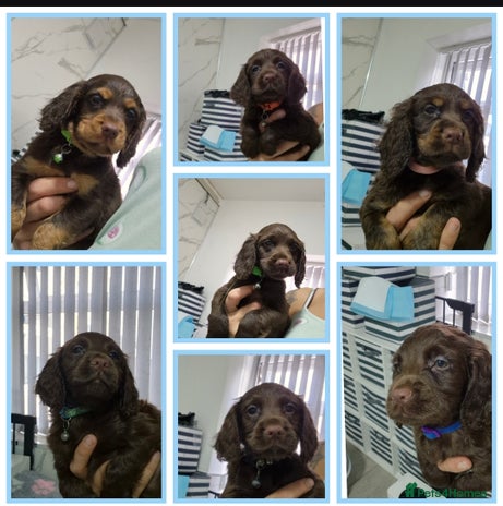 Cocker Spaniel dogs - Advert 4