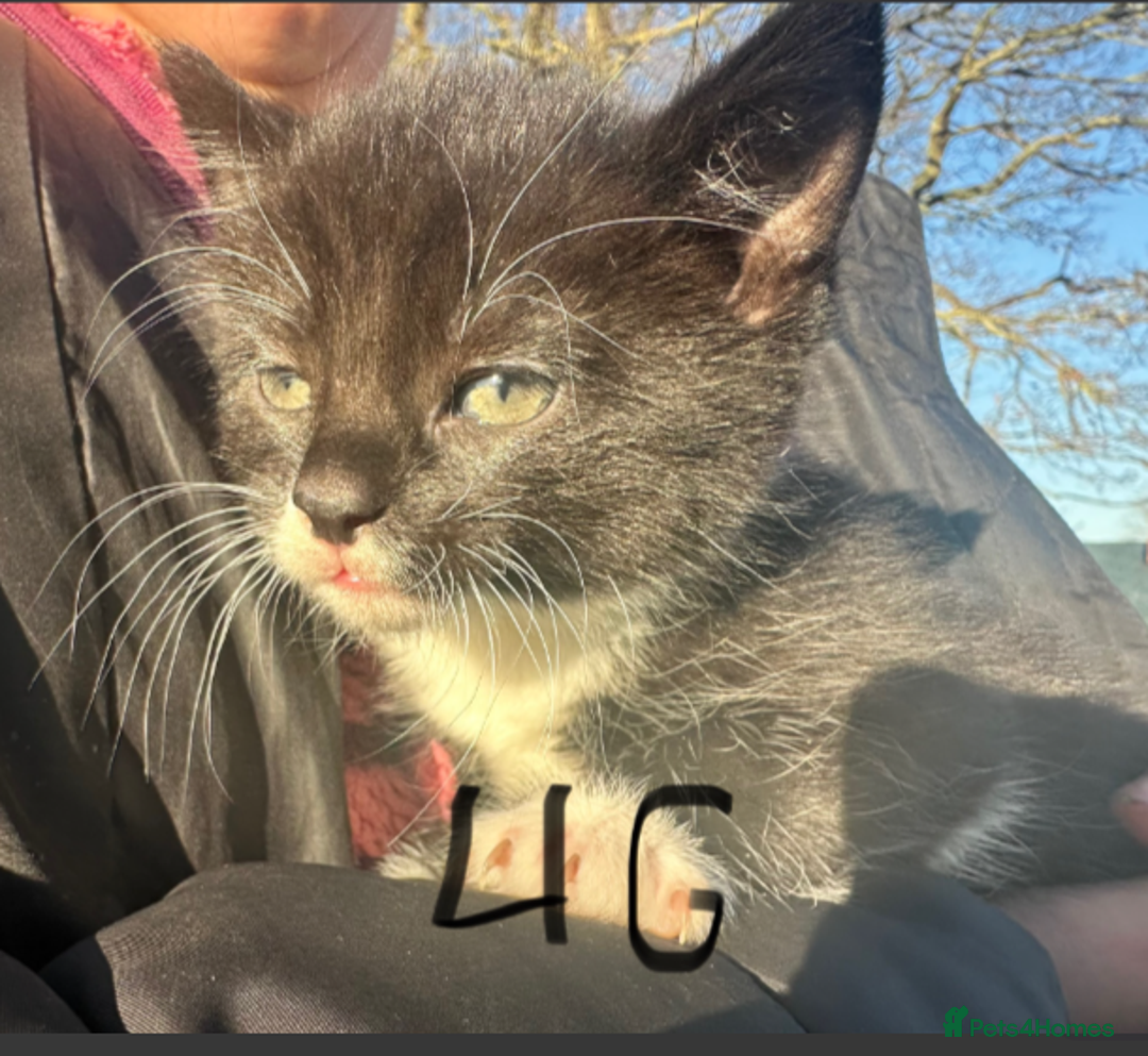 Mixed Breed cats for sale: Adorable Black and White Tuxedo Kittens - Advert 23